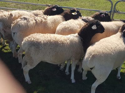 Ewes for Sale