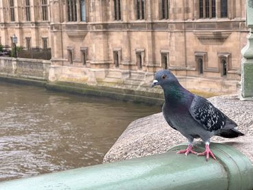 A pigeon perched on a green railing near a river and historic building.