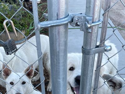 White German Shepherds