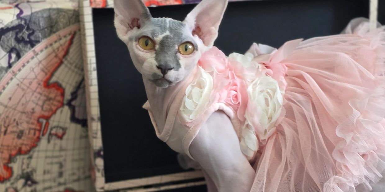 Sphynx cat wearing a pink tutu dress inside a vintage suitcase.