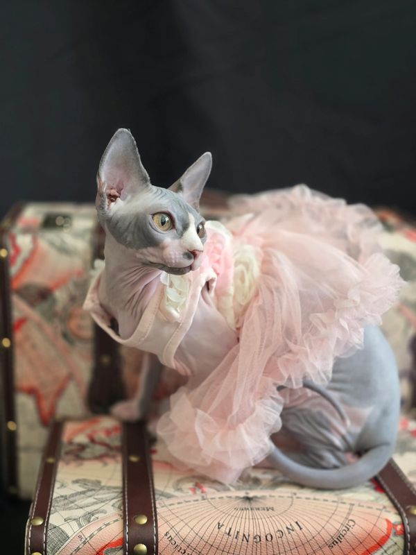 A Sphynx cat wearing a pink frilly dress sitting on a vintage map suitcase.