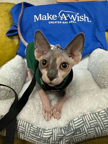 A Sphynx cat wearing a green sweater sits on a cozy pet bed with a Make-A-Wish shirt behind.