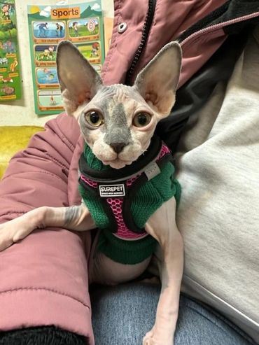 A hairless Sphynx cat wearing a green sweater and harness, sitting on a person's lap.