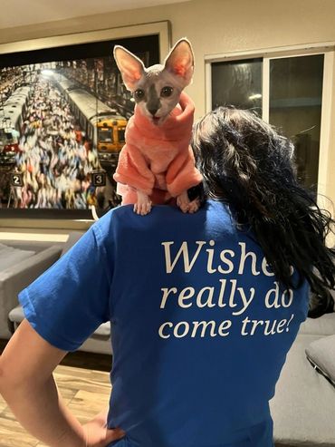 Sphynx cat in a pink hoodie sits on a person's shoulder indoors.