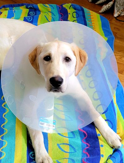 Bunny Adams after her surgery to correct bi-lateral ectopic ureters.