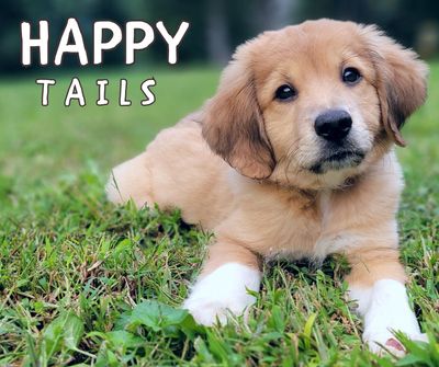 Cute puppy lying on grass with text 'Happy Tails'.