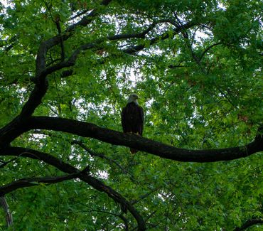 Bald Eagle, Antigo WI