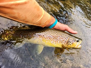 Brown Trout, Wisconsin
