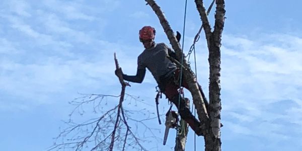 Pruning trees in Indianapolis 