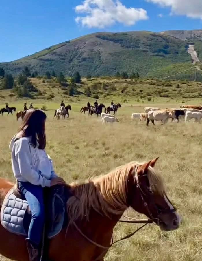 Woman on horse watching cattle and riders in a mountainous field.