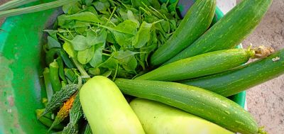 Fresh seasonal vegetables grown at EcoPlanetFarm using regenerative farming practices.