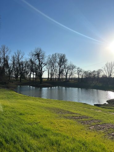 Sunlit pond surrounded by leafless trees and green grass under a clear blue sky.