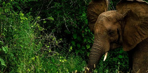 Baby Elephant in Tarangire National Park