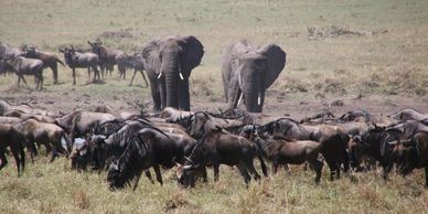 Elephants and wildebeest