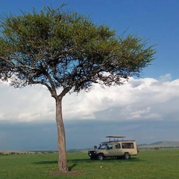 Safari $ x 4 under acacia tree