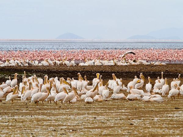 Yellow Billed Stock in Manyara National Park