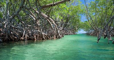 Mangroove channels at La Parguera, Lajas, Puerto Rico