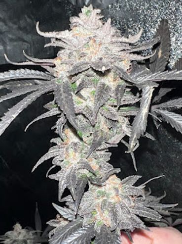 Triple-Double Skunk f2
"Stank McNasty" pheno, day 63.