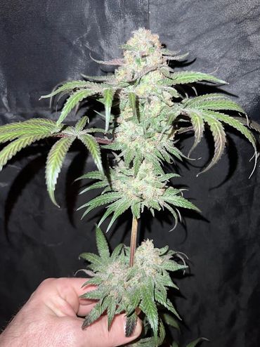 Staten Island Inferno at day 57 flower