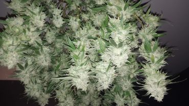 Ice Dance hanging to dry.
Bred by Heirloom Organics
Grown by J.Diesel_NY
