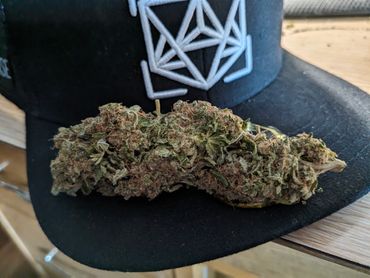 1996 Kentucky Skunk x $300 Trucker Skunk