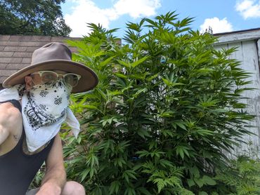 Apex Predator (f1) mid September 2024