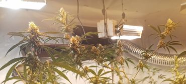 Lemon Kush 7' indoor organic soil, under HPS/CMH