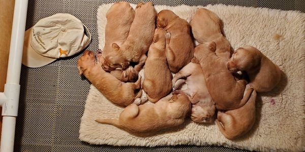 Puppies at 15 days.