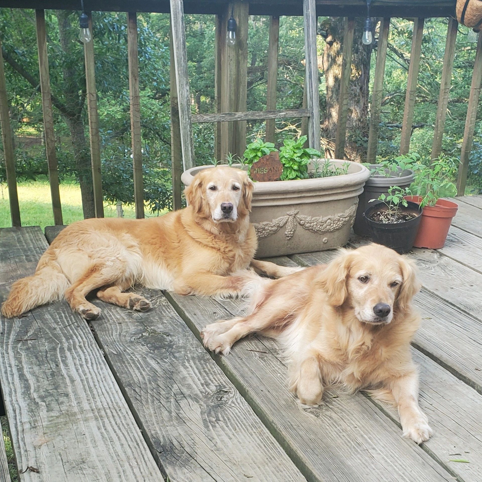 Gauge with Brandy, litter coming soon.