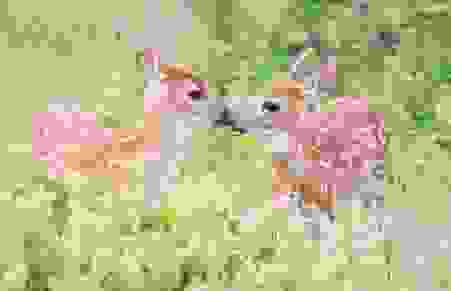 Two Fawns standing nose to nose.