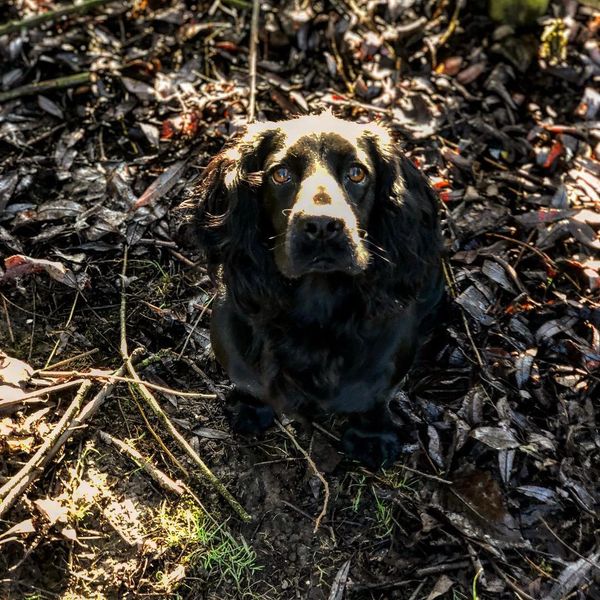 The Patience cocker spaniel