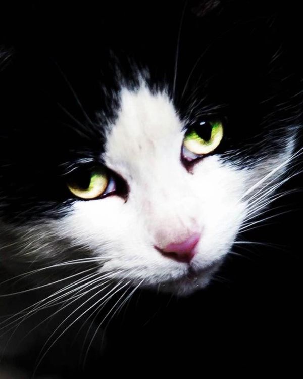 Natural beauty for this black and white cat Frankie
