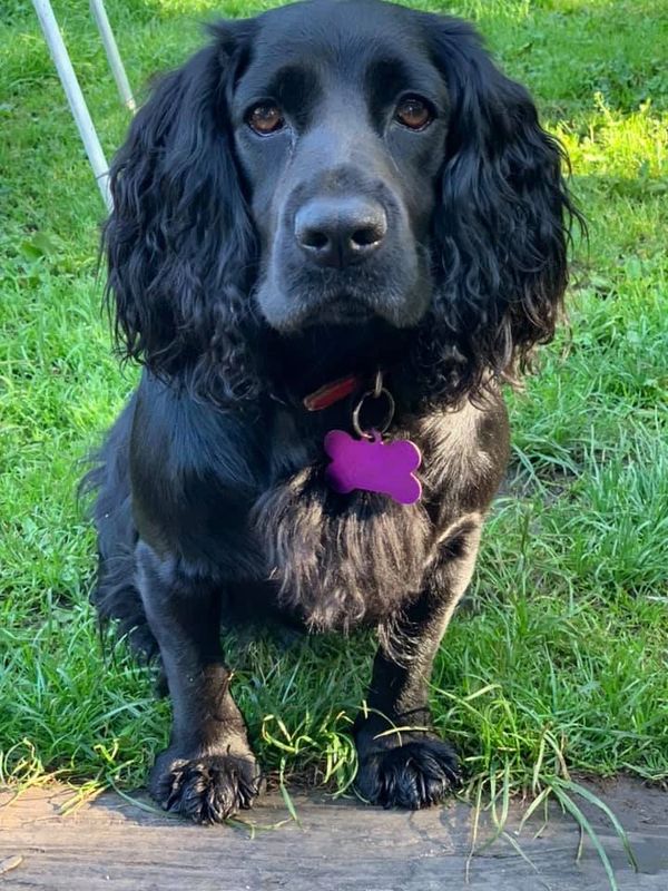 Beautiful Havanna working cockerspaniel
