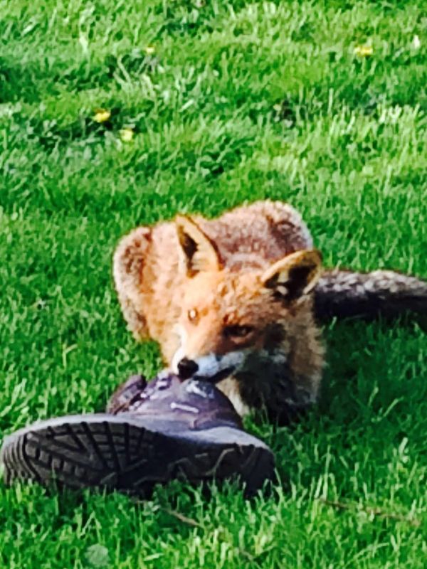 No animal is beyond love! fox