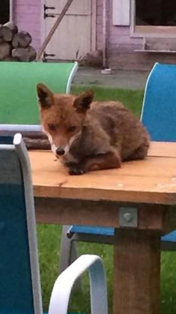 That cheeky but beautiful fox again, we named him squirrel