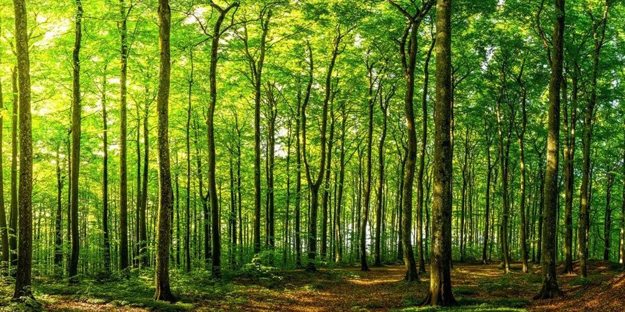 Sunlit green forest with tall trees.