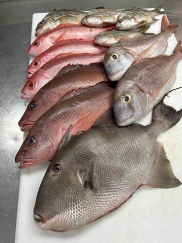 Fresh Gulf of Mexico Fish.  Triggerfish, Mangrove Snapper, Pink Porgy, Vermillion Snapper,Sand Bream