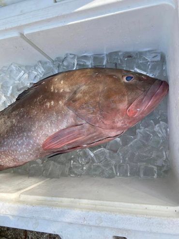 Red Grouper from the Gulf of America