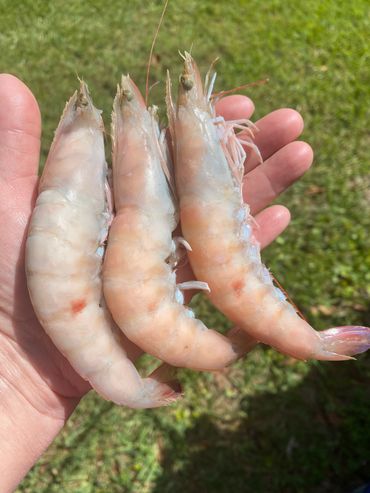 Pink Gulf Shrimp