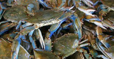 Blue Crabs