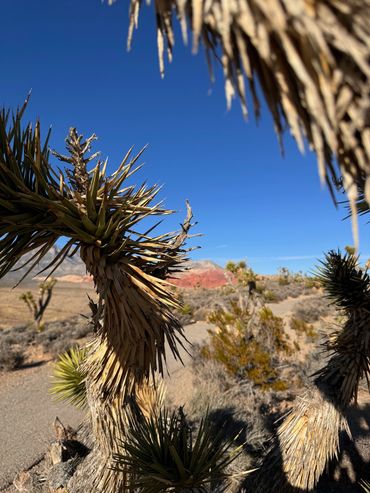 RED ROCK CANYON las vegas tours and activities