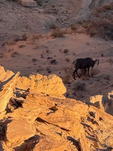 wildlife in the las vegas area