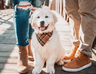 English Cream Golden Retriever Puppy