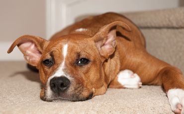 oubie graphics © 2024