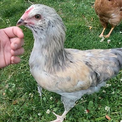 A close-up of a unique colored chicken standing on grass.