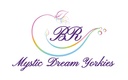 Mystic Dream yorkies
