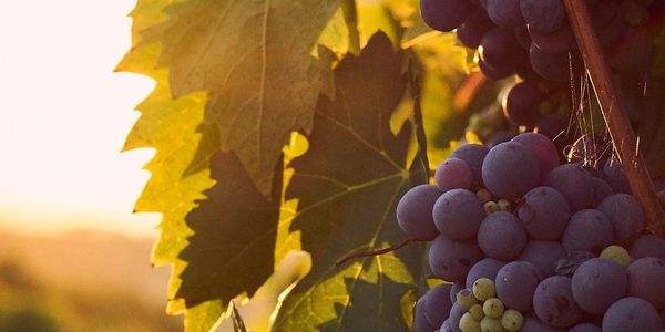 Grape picking season in the vineyards of France.