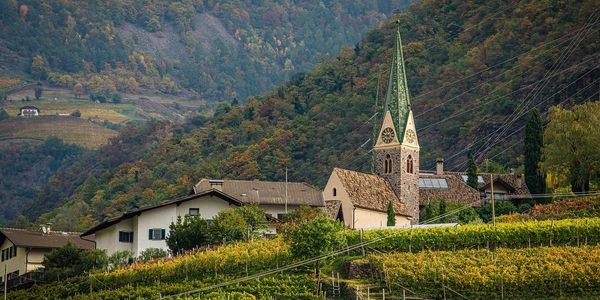 Most french grapes are gown on cultivated hilly slopes to procure each vineyards unique flavours.