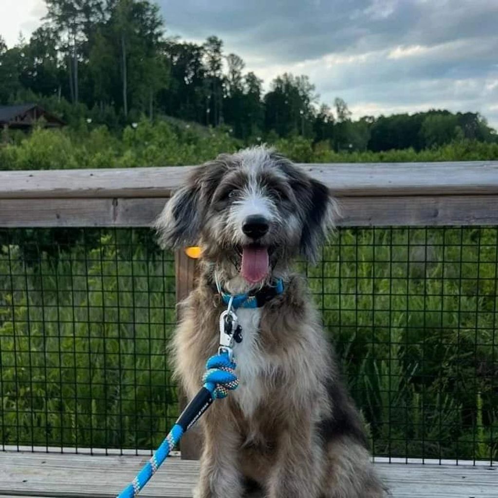Sable merle Bernedoodle female