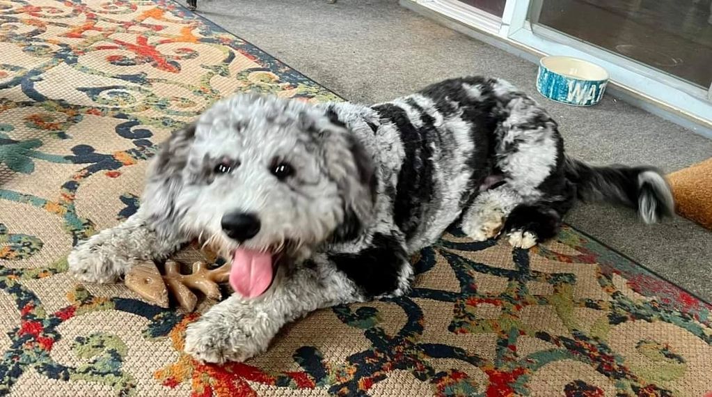Male merle Bernedoodle